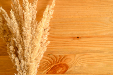 bunch of ears poaceae pampas grass on wooden background