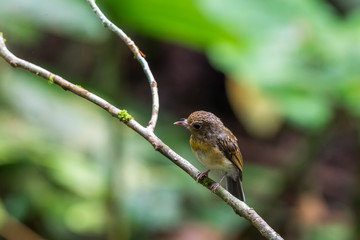 Tickell's brown-flycatcher (Cyornis tickelliae) Juvenile perching