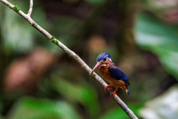 Blue-eared Kingfisher (Alcedo meninting) perched and resting