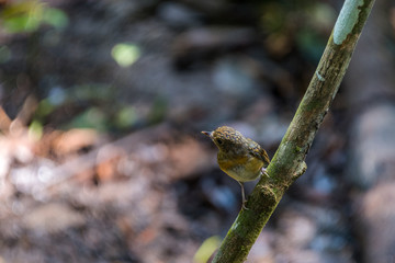 Tickell's brown-flycatcher (Cyornis tickelliae) Juvenile perching