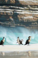 Beach birds