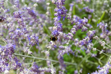 Lavender field somewhere in the hungarian countryside.