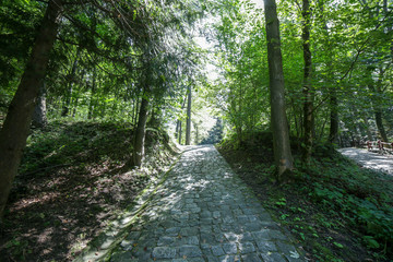 Obraz premium Tourist paths on Gora Parkowa Mountain in Krynica Zdroj in Poland