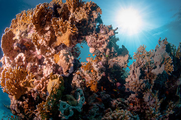 coral reef and fishes in the red sea