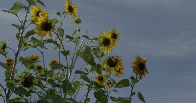 (Helianthus annuus) Fleurs de tournesol d&eacute;coratif aux coloris jaune dor&eacute; et bronz&eacute; sur de hautes tiges balay&eacute;s par le vent sous un ciel bleu d'&eacute;t&eacute;  
