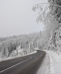 Obraz premium winter landscape with road among the trees