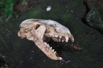 Tierschädel auf einem Holzstamm im Wald