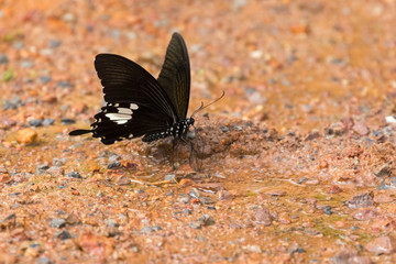 Black and White Helen swallowtail butterfly feeding on ground at Khao Yai National Park .