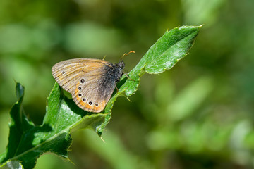 butterfly on leaf