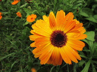 yellow flowers in the garden