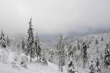 Fototapeta premium winter landscape with pine forest covered with snow