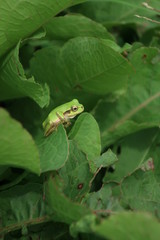 Japanese tree frog on leaf