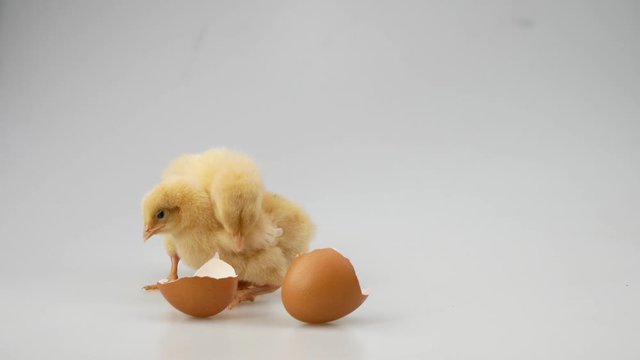Chicken from the egg on a white background Agriculture, farm and Livestock Concept
