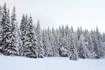 Fototapeta premium a fir forest in winter