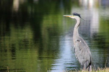 A heron in a park in Cologne