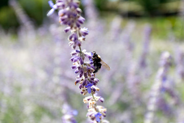 Lavender field somewhere in the hungarian countryside.