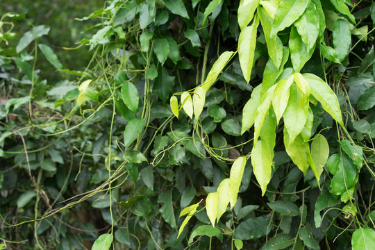 Vegetable, Healthy Foods and Herbal Medicines. Fresh Tiliacora triandra or Herb Bai Ya Nang, Leaves on the Branch