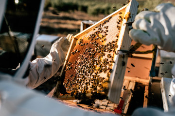 Beekeeper working collect honey - obrazy, fototapety, plakaty