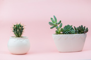 Beautiful and young succulents on a pink background. Close-up