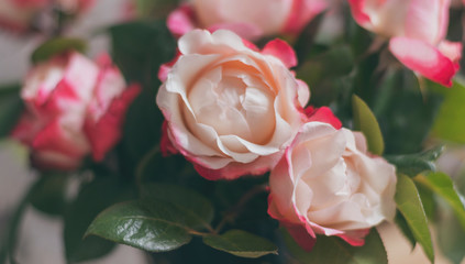 Rosen, Nostalgie, romantisch