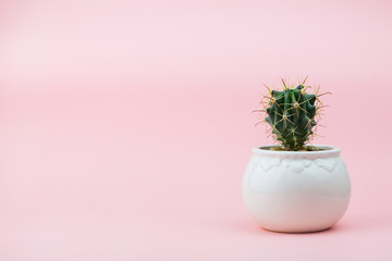 Little young cactus in a white round flowerpot on a pink background. Close-up