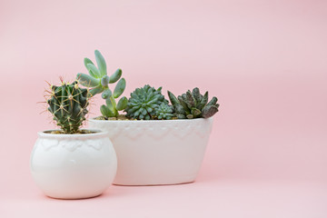 A group of succulents on a pink background with place for text. Close-up