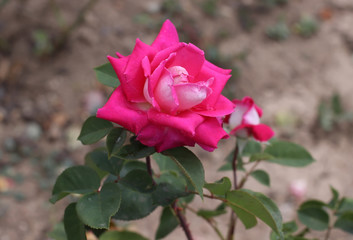Pink rose in the garden