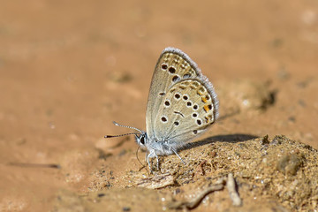 butterfly on leaf