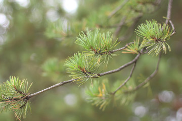 Fototapeta premium Pine tree branch