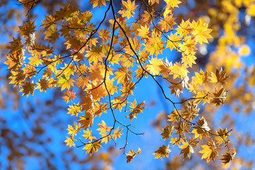 奥日光の森の紅葉