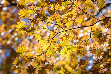 奥日光の森の紅葉