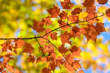 奥日光の森の紅葉