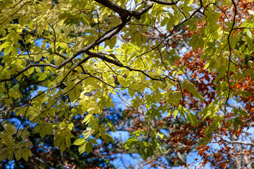 奥日光の森の紅葉