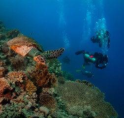 Obraz premium diver and coral