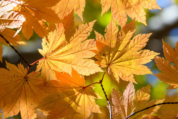 奥日光の森の紅葉