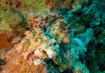 Naklejka na ściany i meble fish on coral reef