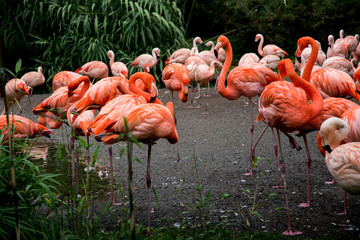 Fototapeta na wymiar Group of pink flamingos in natural environment. 