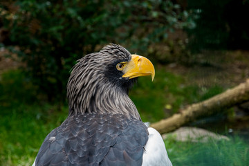 The Steller's sea  eagle (Haliaeetus pelagicus) portrait .