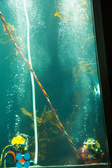 Diver at the Aquarium