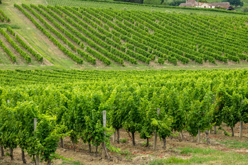 Fototapeta na wymiar vineyards of the famous region of monbazillac, perigord.
