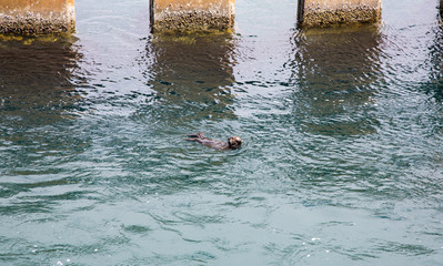 A sea otter cracks shells while floating in Monterey Bay.
