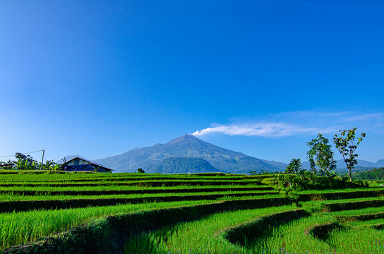 Eruption of Mount Arjuna/Arjuno-Welirang with rice paddies epic view
