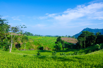 Fototapeta na wymiar Somewhere in Asia that has beautiful scenery of rice paddies