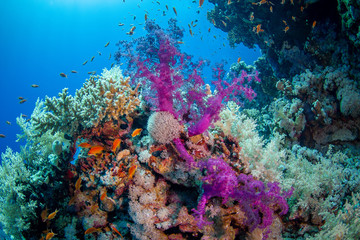 fish in coral reef
