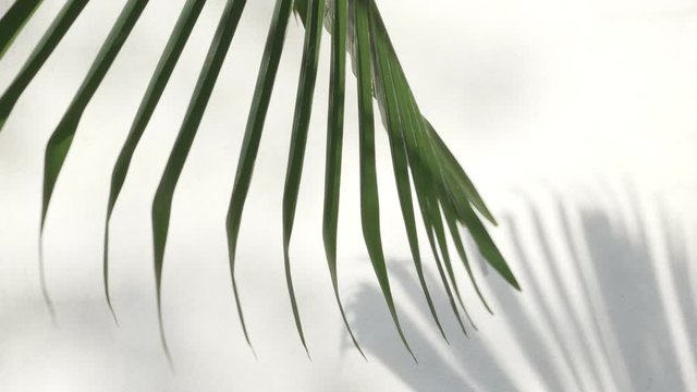 abstract background texture of shadows palm leaves on a concrete