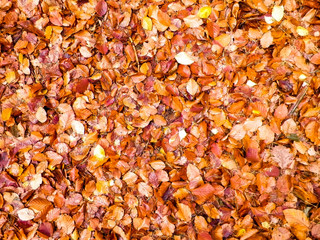Autumn leaves as nature background.