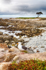17 Mile Drive