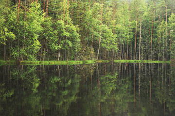 forest around the lake. reflection of trees in water. blue lakes on Naroch