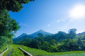 an epic view of Mount Penanggungan with rice field