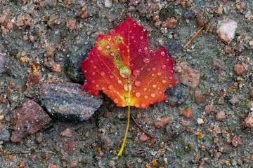 yellow leaf on asphalt